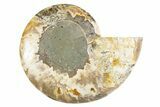 Cut & Polished Ammonite Fossil (Half) - Madagascar #346009-1